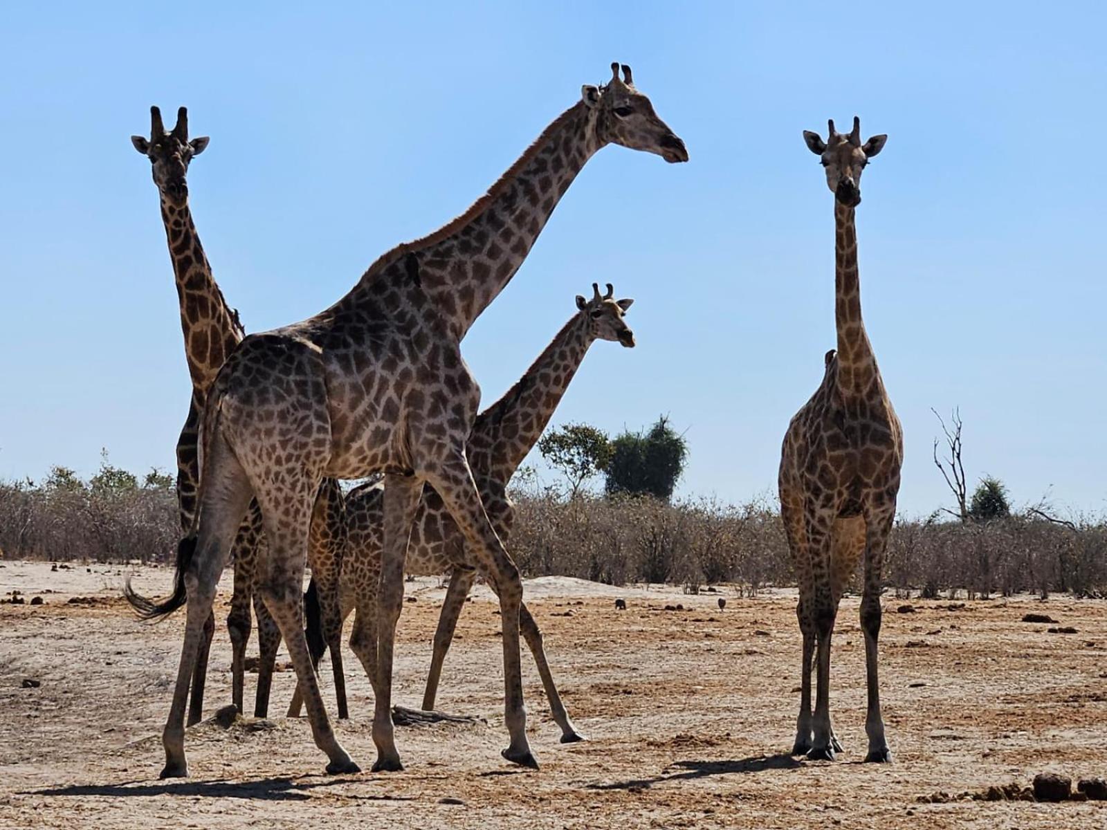 Xhabe Safari Lodge Chobe Muchenje 外观 照片